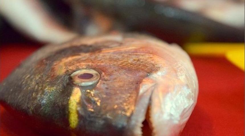 “hamsi Kulağına Kar Suyu Kaçmadan Karadeniz’i Terk Etti”