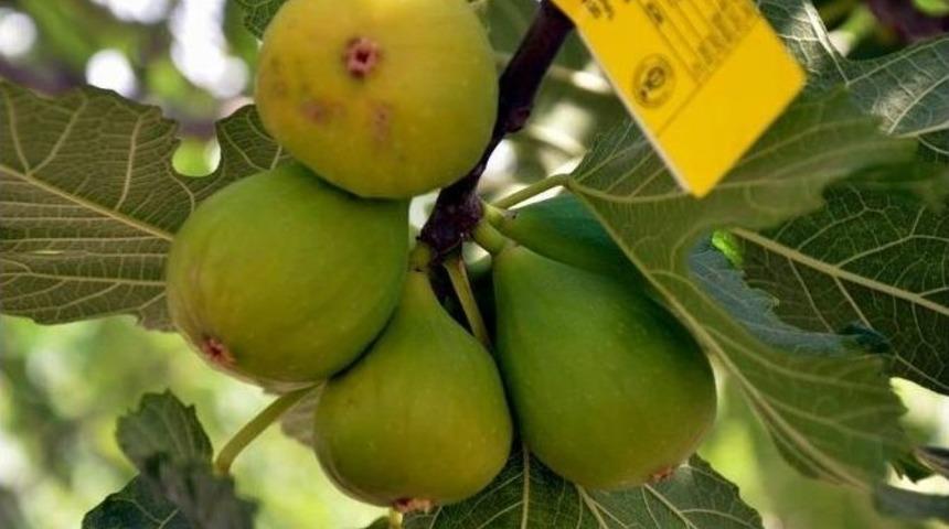 Aydın&rsquo;ın İncirdeki Liderliği Tescillendi