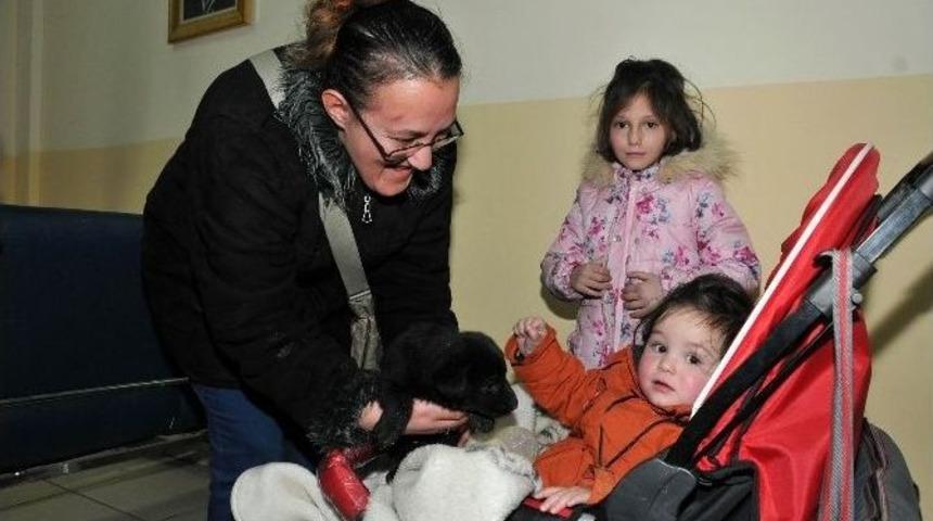 Ke&ccedil;i&ouml;ren Belediyesi Sokak Hayvanlarını Sıcak Yuvaya Kavuşturuyor