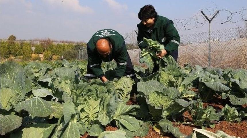 G&ouml;n&uuml;ll&uuml; Serasından Dar Gelirlinin Sofrasına