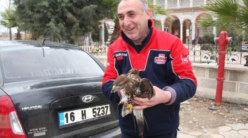 Tarlada Yaralı Şahin Buldu