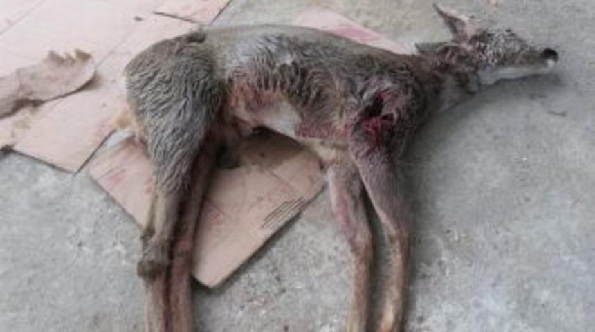 K&ouml;pekler Karacayı Telef Etti