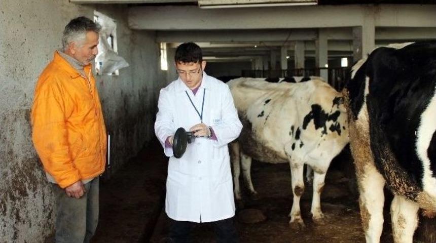 Kocaeli&rsquo;de Hayvancılık Sekt&ouml;r&uuml; Y&uuml;zde 60 B&uuml;y&uuml;d&uuml;