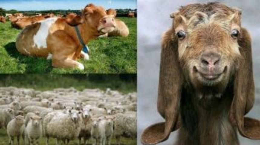 D&uuml;zce&rsquo;de 52 Bin 90 Sığır, 12 Bin 994 Koyun, 864 Ke&ccedil;i Var