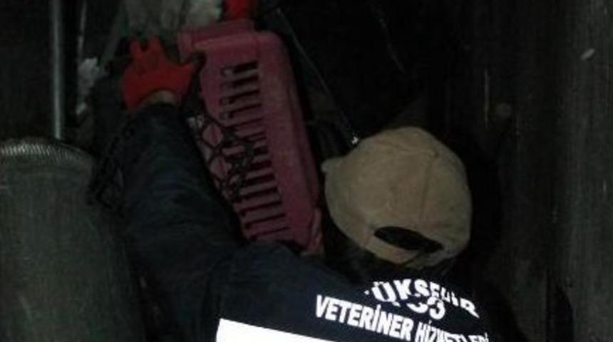 Mahsur Kalan Kediyi İtfaiye Kurtardı