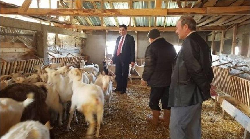 Başkan Yal&ccedil;ın&rsquo;dan Saanen Cinsi Ke&ccedil;ilerine &Ouml;zel İlgi