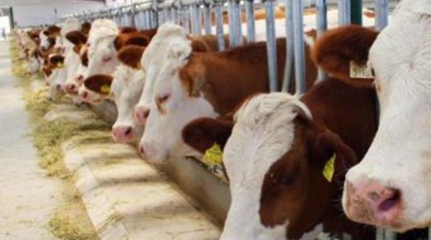 T&uuml;ik Hayvansal &Uuml;retim İstatistiklerini A&ccedil;ıkladı