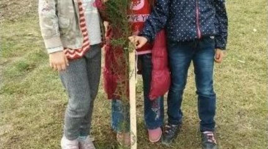 Minikler Fidan Dikti