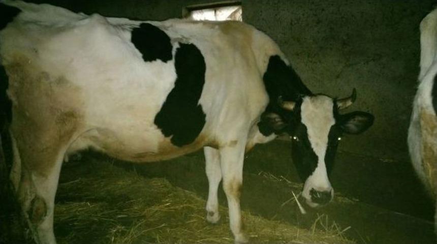 Kırklareli&rsquo;nde Sığır Sayısı 146 Bin 924