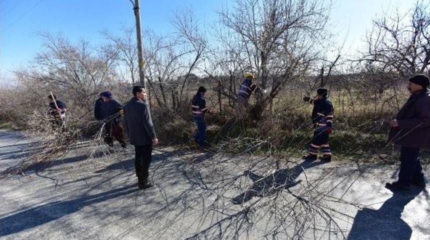 Yol Kenarlarındaki Ağaçlar Budandı