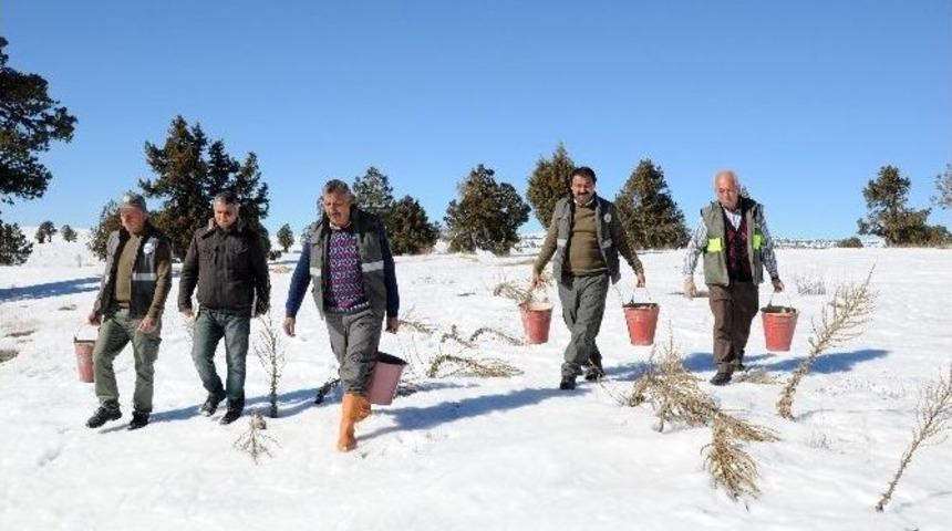 Y&uuml;ksek Rakımlardaki Yaban Hayvanlarına Yem Desteği