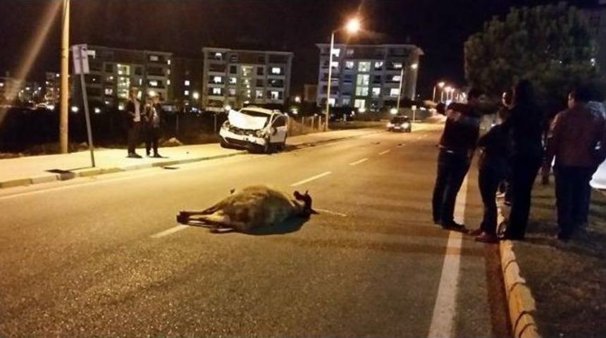 Otomobilin &Ccedil;arptığı İnek, Yol Ortasında Kesildi