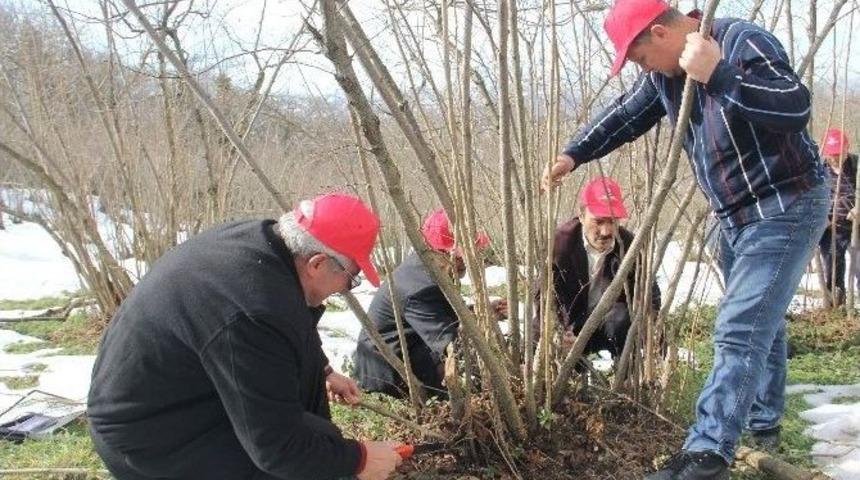 Sertifikalı Budamacılar Fındık Bah&ccedil;elerine Girdi