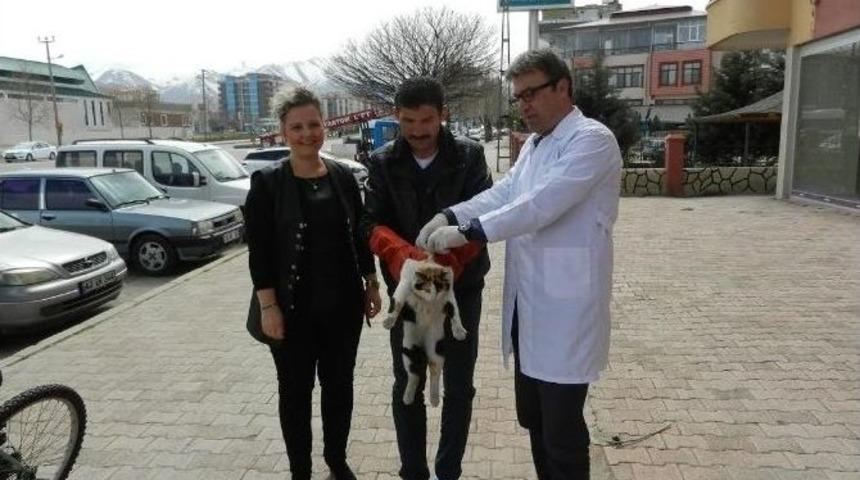 2015 Yılında 914 Hayvan Kısırlaştırıldı