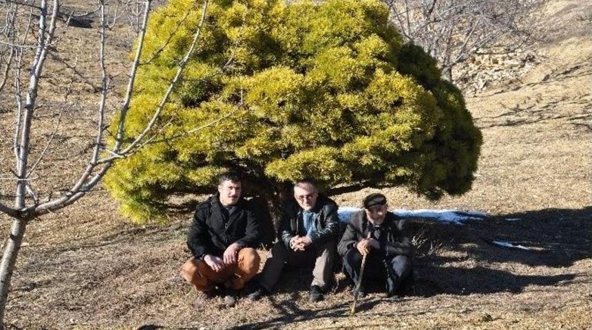 Simav&rsquo;daki Asırlık C&uuml;ce &Ccedil;am Ağacı Kestel K&ouml;y&uuml;n&uuml;n Sembol&uuml; Oldu