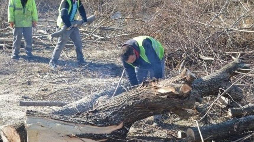 Adronos &Ccedil;ayında Ağa&ccedil; Budama &Ccedil;alışmaları