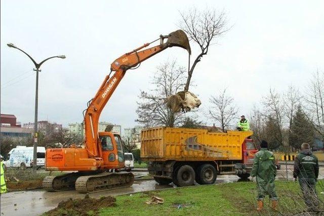 Ağaçlar Özel Araçlarla Taşınıyor