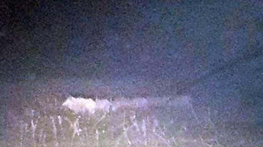 Samsat Yolunda Domuz S&uuml;r&uuml;s&uuml; G&ouml;r&uuml;lmeye Devam Ediyor