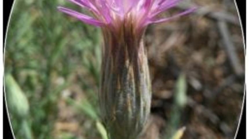 100 Yıldır Kayıp Olan Bitkinin İzine Harran &Uuml;niversitesi Ulaştı