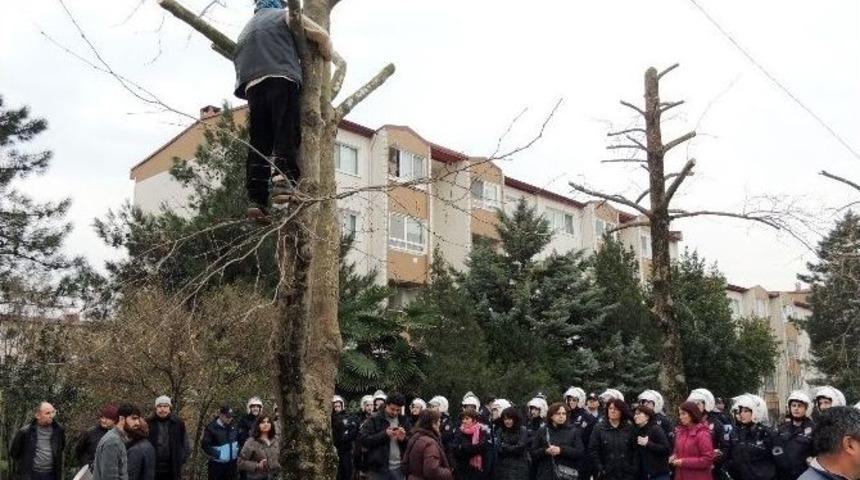 Ağa&ccedil;ların Kesilmesini &Ouml;nlemek İ&ccedil;in Ağaca &Ccedil;ıktı