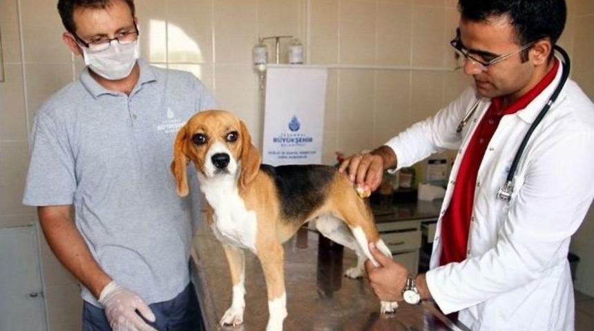 Yaralı Sokak Hayvanlarına "hasta Nakil Aracı"