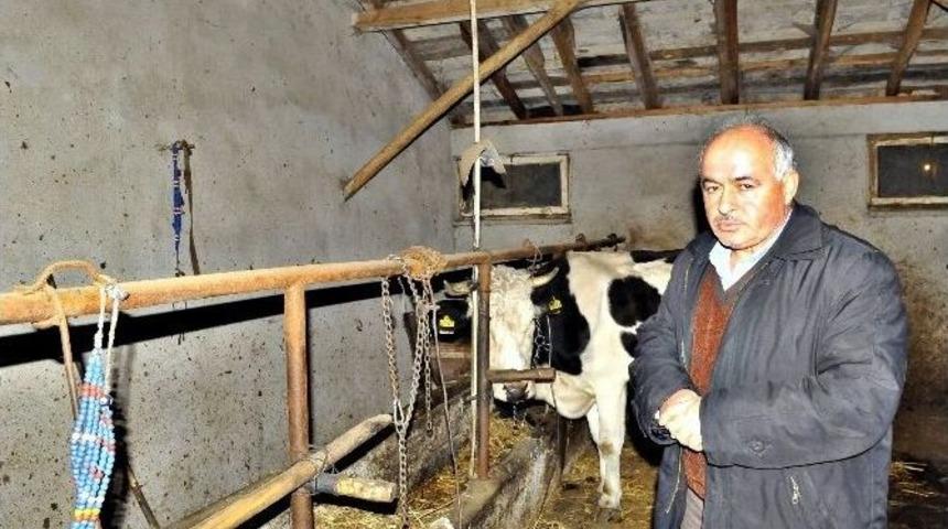 2 Ay &Ouml;nce Ahırdan &Ccedil;alınan 4 Hayvanını İstiyor