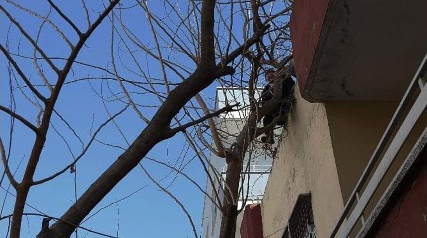 Ağa&ccedil;ta Mahsur Kalan Adamı İtfaiye Ekibi Kurtardı