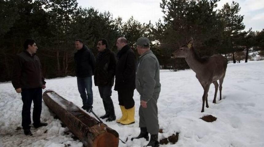 Karaca Ve Geyikler İçin Doğaya Yem Bırakıldı