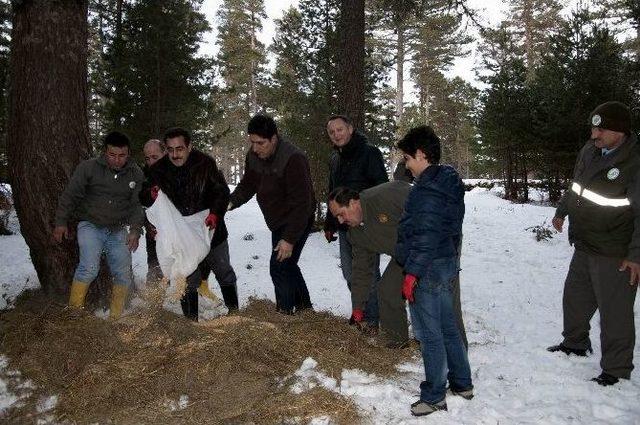 Karaca Ve Geyikler İçin Doğaya Yem Bırakıldı