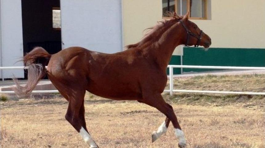 Bu Da Altın Yumurtlayan At