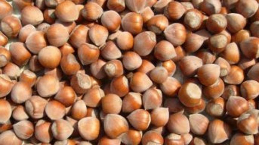 Üreticiye “fındığı Satmayın" Çağrısı