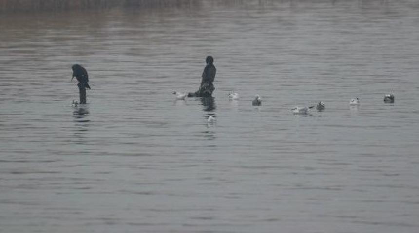 Bursa&rsquo;daki Su Kuşlarının Sayımı Yapıldı