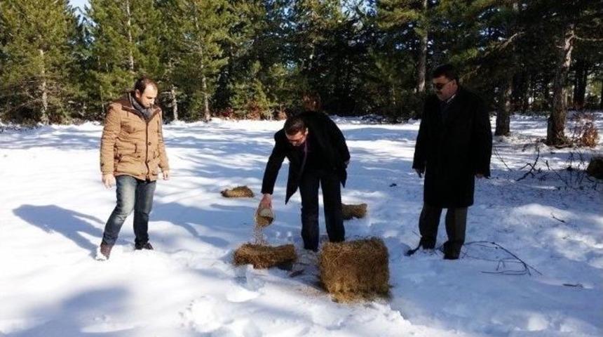 Hisarcık&rsquo;ta Yaban Hayvanları İ&ccedil;in Doğaya Yem Bırakıldı