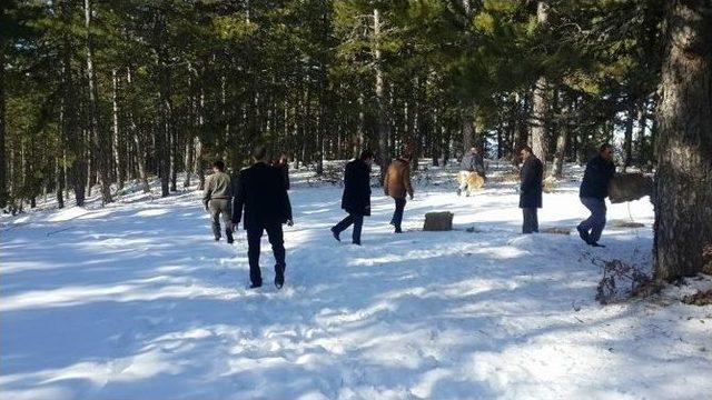 Hisarcık’ta Yaban Hayvanları İçin Doğaya Yem Bırakıldı