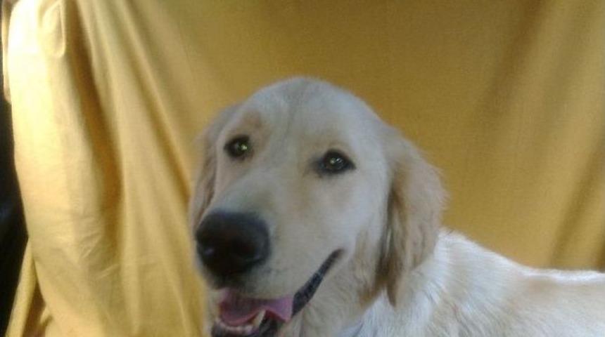 Fel&ccedil;li Adamı Ayağa Kaldıran K&ouml;peği Bulana &Ouml;d&uuml;l