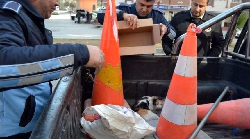 Yaralı Kediye, Zabıtadan Şefkat Eli