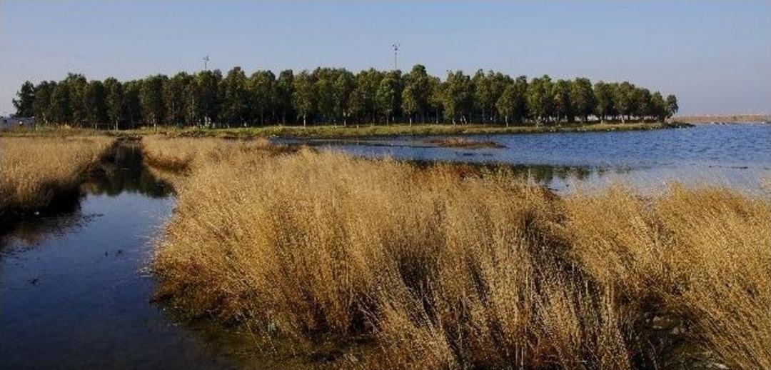 (&ouml;zel Haber) Metropollerin Ortasında Flamingo Cumhuriyeti