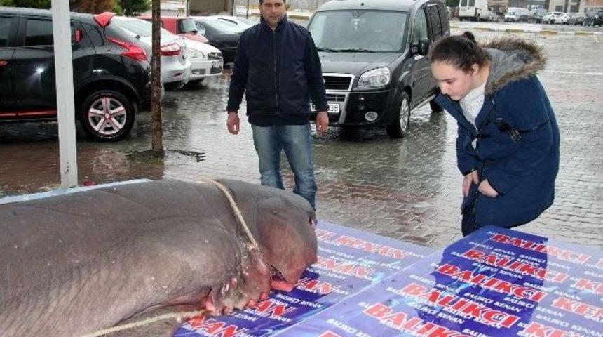K&ouml;pek Balığı Kanser Hastalarına Şifa Olacak