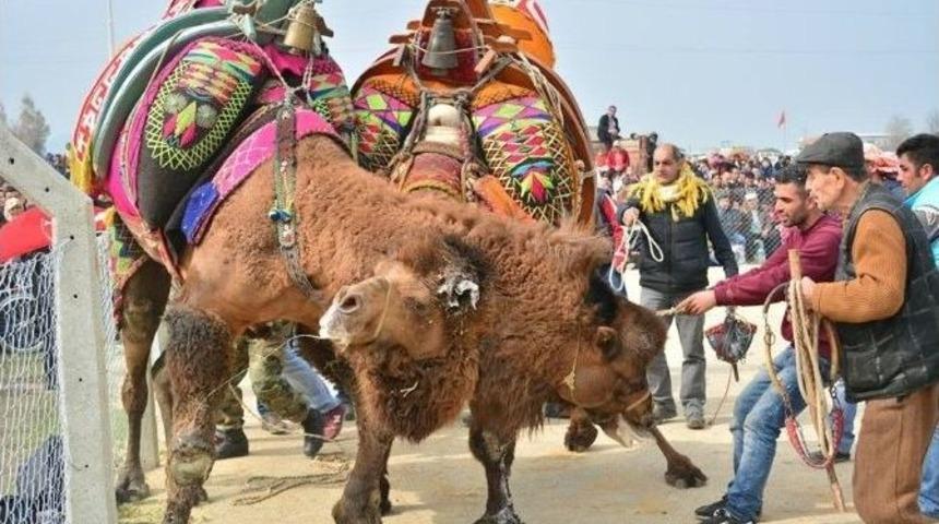 Salihli, Deve G&uuml;reşlerine Hazırlanıyor