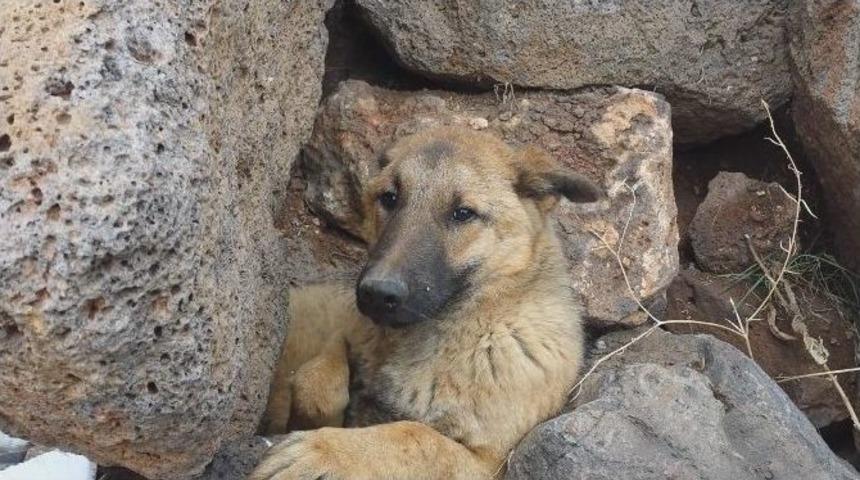 İtfaiyeden ‘yaralı Köpek’ Seferberliği