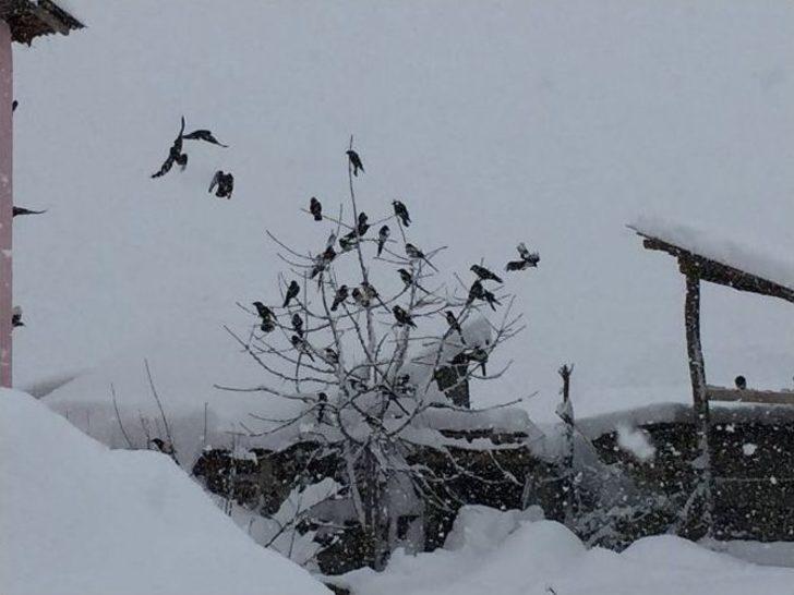 Yedisu’da Kar Esareti G5