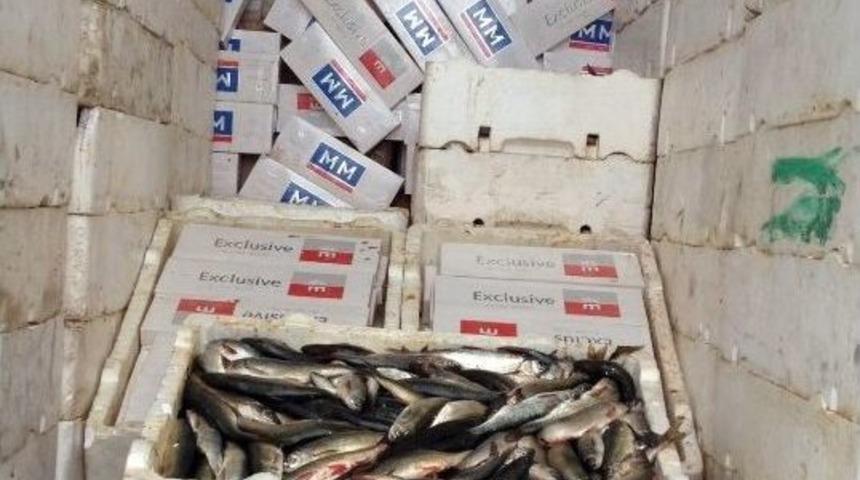 Sigaraları Kokmuş Balıklar Arasına Saklamışlar