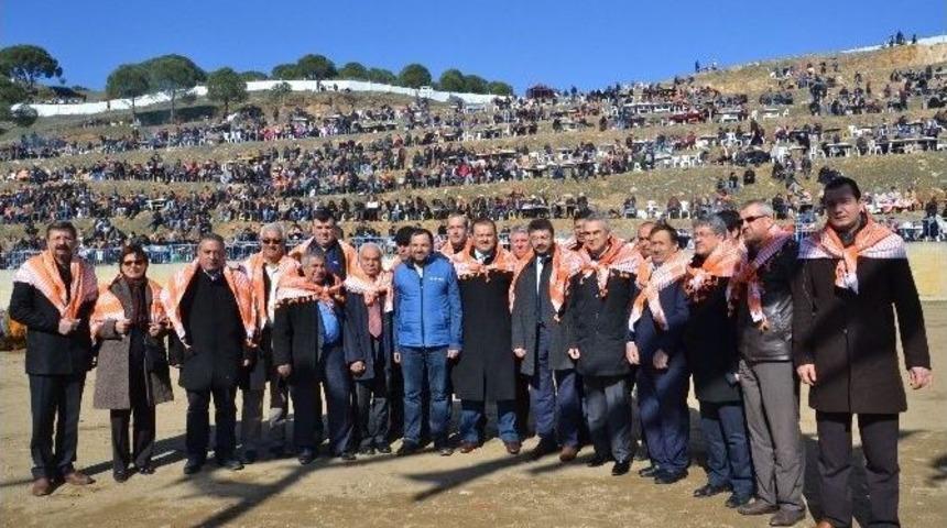 Yenipazar Deve G&uuml;reşleri Nefes Kesti