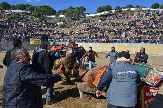 Yenipazar Deve Güreşleri Nefes Kesti