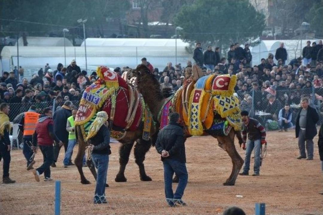 Biga&rsquo;da Deve G&uuml;reşleri Yapıldı