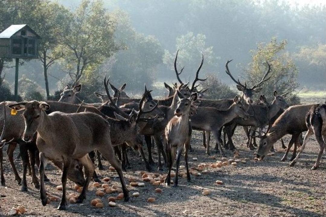 (&ouml;zel Haber) &Uuml;niversitenin Geyik Fabrikası