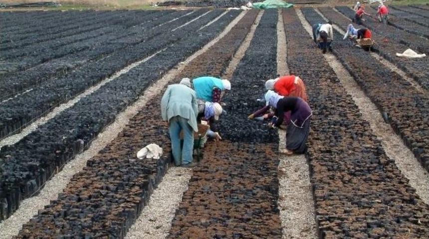 (&ouml;zel Haber) Siirt&rsquo;e 30 Milyon Tl&rsquo;lik Fıstık Tesisi Kuruluyor