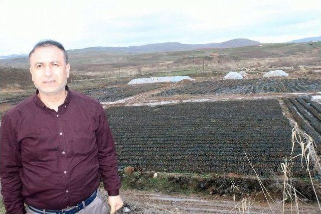 (özel Haber) Siirt’e 30 Milyon Tl’lik Fıstık Tesisi Kuruluyor