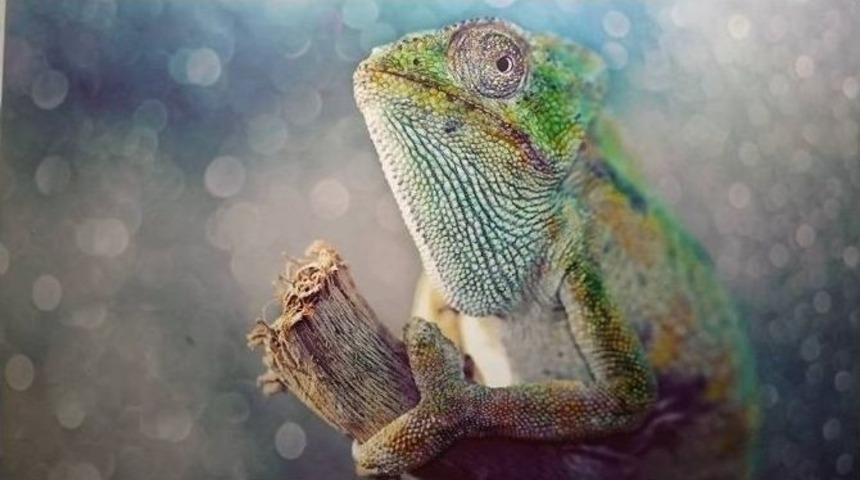 Doğanın Gizemli G&uuml;zelleri