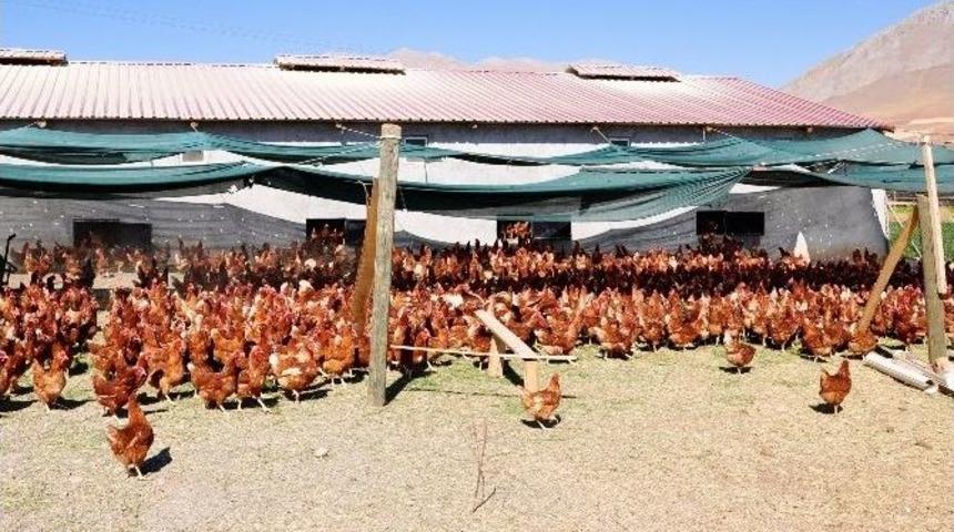 Milas Muğla&rsquo;nın Et Tavuğu Merkezi